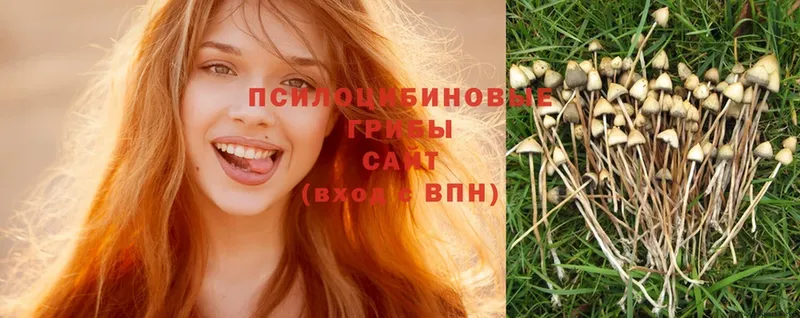 Галлюциногенные грибы Psilocybe  Алагир 